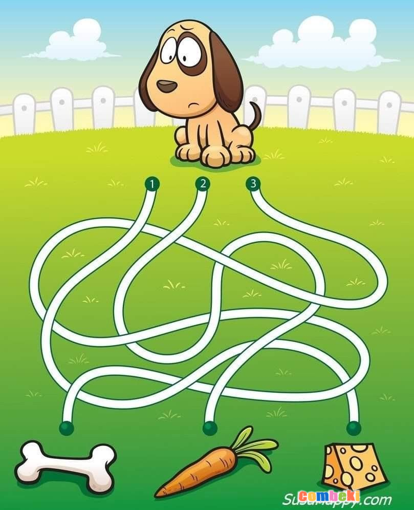 Köpek Doğru Yolu Bulmalı