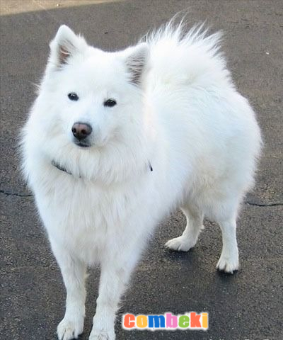 Amerikan Eskimo - Hakkında Geniş Bilgi Pembebere.com