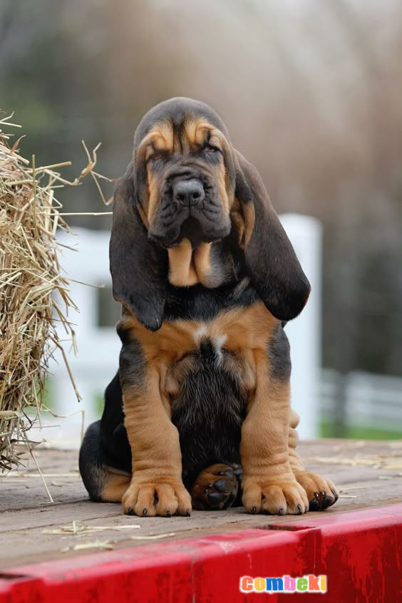Bloodhound