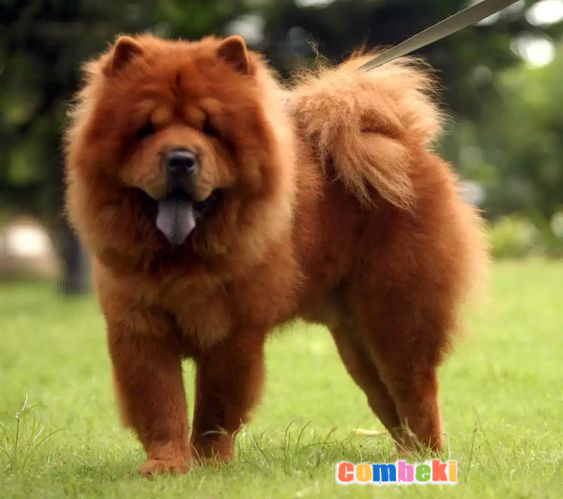 Chow Chow çin Aslanı