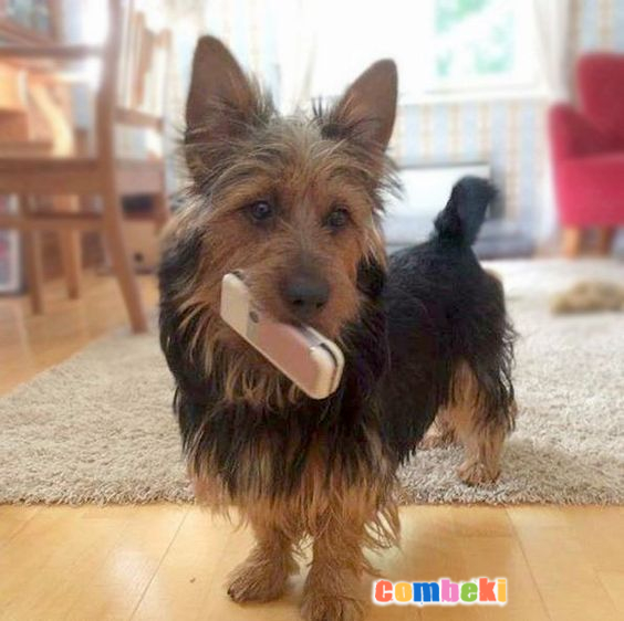 Avustralya Terrier - Hakkında Geniş Bilgi Pembebere.com