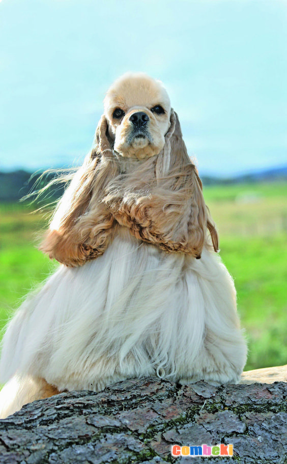 Amerikan Cocker Spaniel - Hakkında Geniş Bilgi Pembebere.com