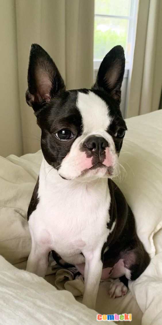 Boston Terrier