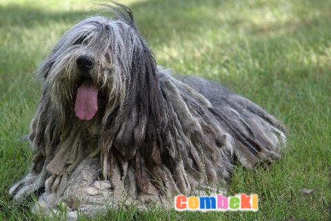 Bergamasco