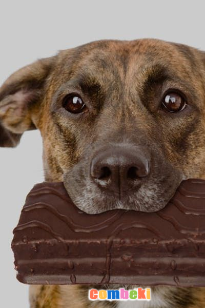 KöpekleR Çikolata Yerse Neden ÖlüR? - Hakkında Geniş Bilgi Pembebere.com