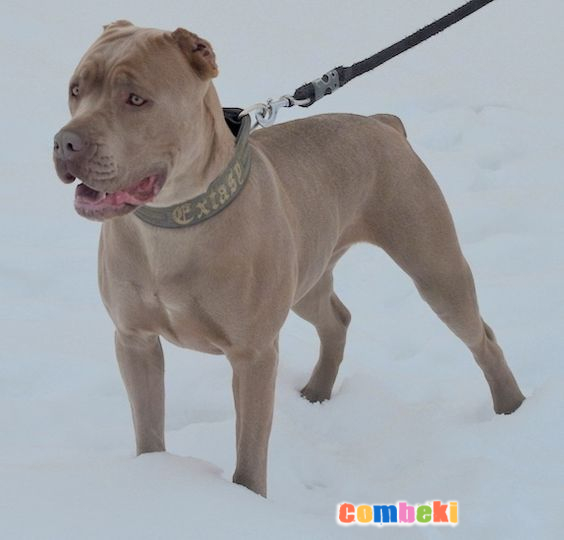 Bandogge Mastiff