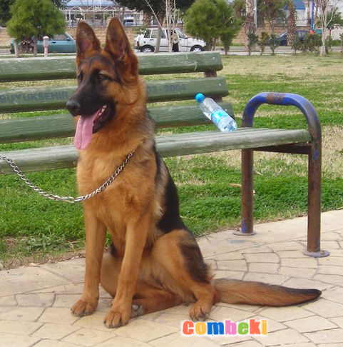 Alman Çoban Köpeği - Hakkında Geniş Bilgi Pembebere.com