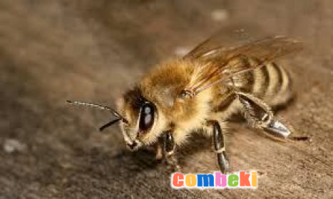 Arı Nasıl Bal Yapar - Hakkında Geniş Bilgi Pembebere.com