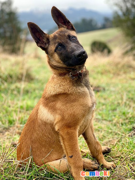 Belçika Malinois