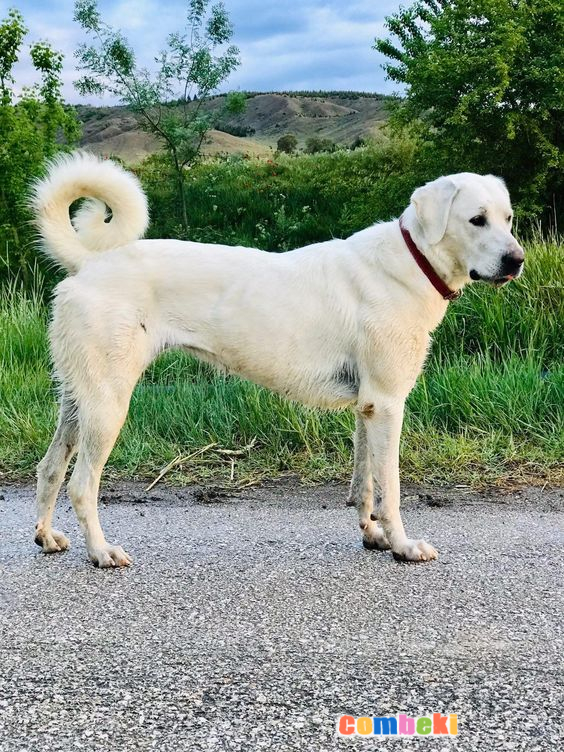 Akbaş - Hakkında Geniş Bilgi Pembebere.com
