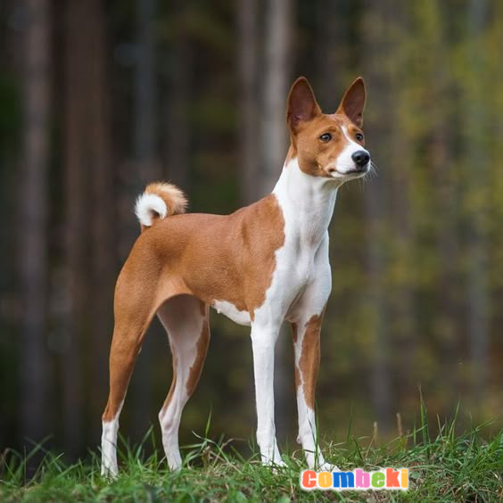 Basenji