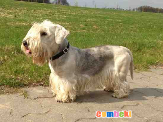 Cesky Terrier Köpeği - Hakkında Geniş Bilgi Pembebere.com