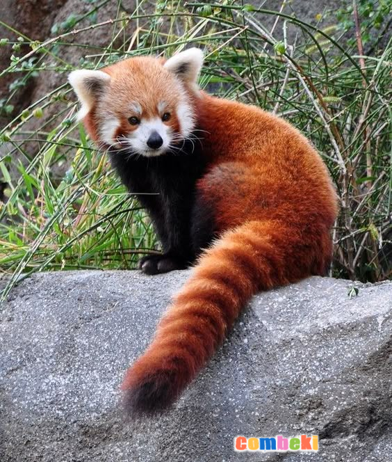 Kızıl Panda - Pembebere.com