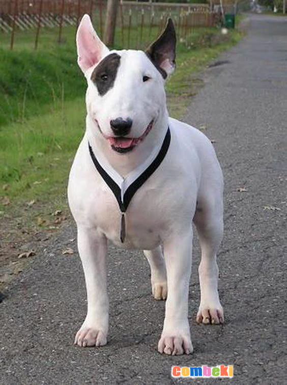 Bull Terrier