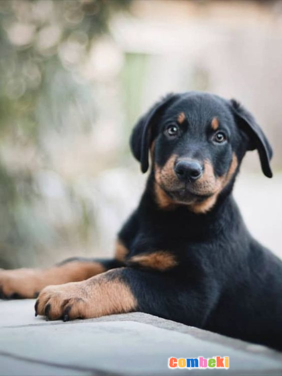 Beauceron