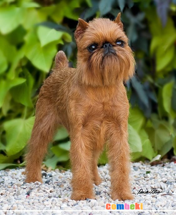 Brüksel Griffonu