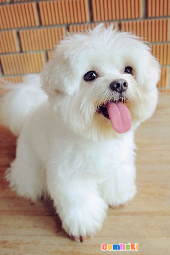 Bichon Frise