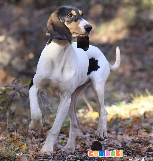 Ariegeois Köpeği - Hakkında Geniş Bilgi Pembebere.com