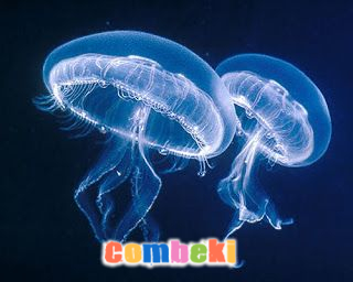 Sualtı dünyasının Gizemleri - Hakkında Geniş Bilgi Pembebere.com