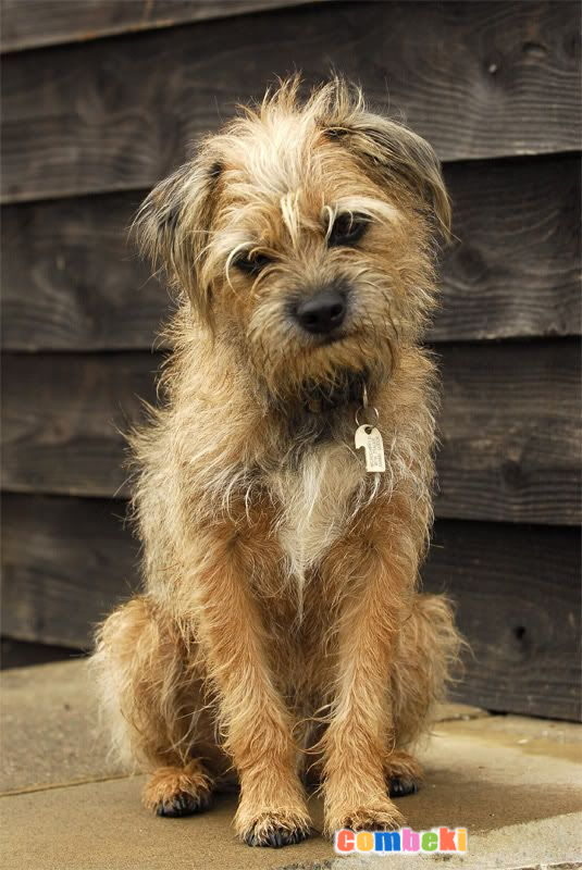 Border Terrier