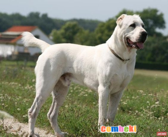 Alabay (Alabai) - Hakkında Geniş Bilgi Pembebere.com