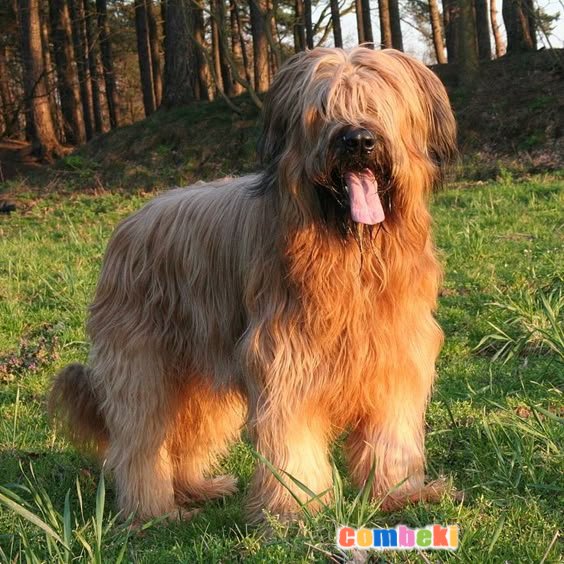 Briard