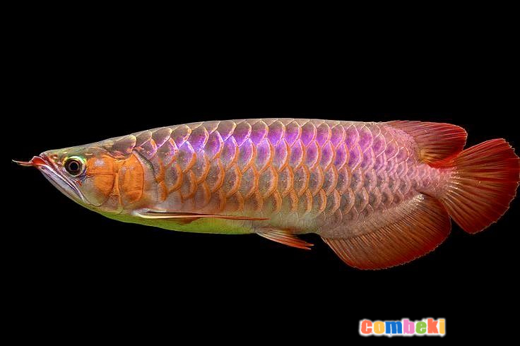 Arowana Balığı