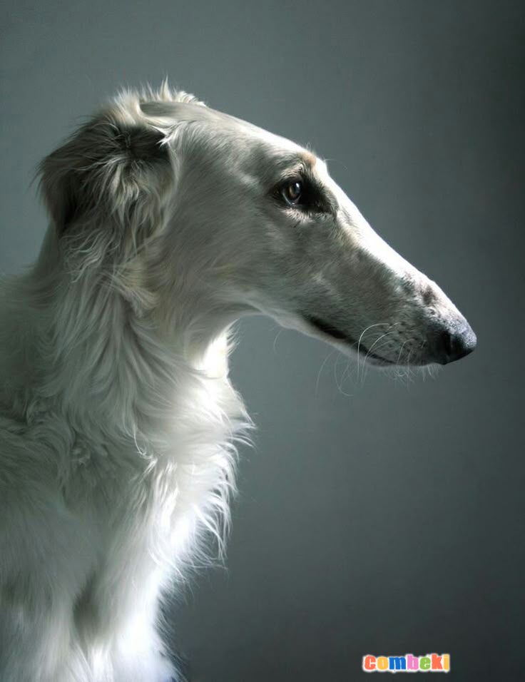 Borzoi